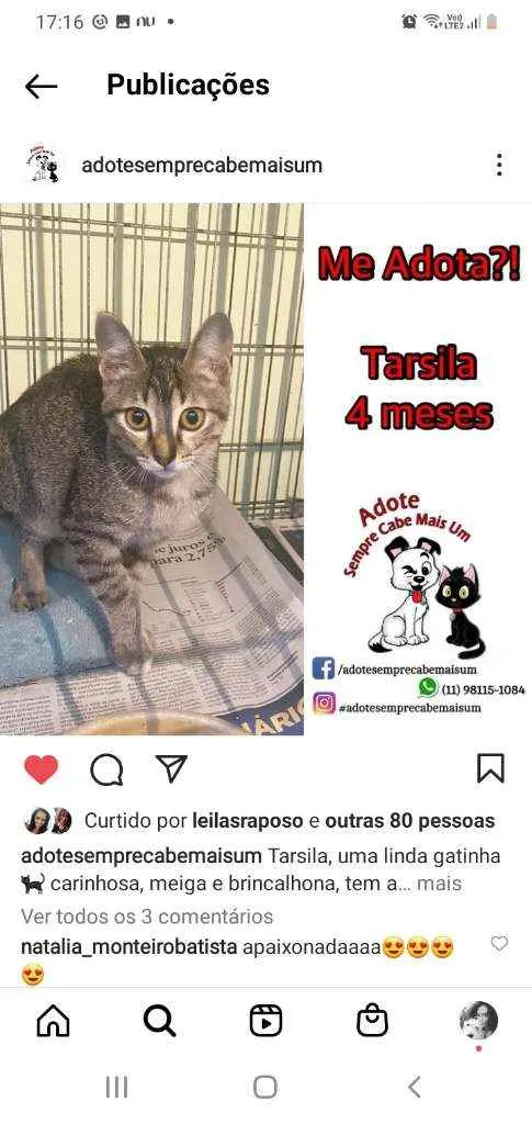 Gato ra a srd idade 2 a 6 meses nome Tarsila