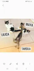 Tarsila