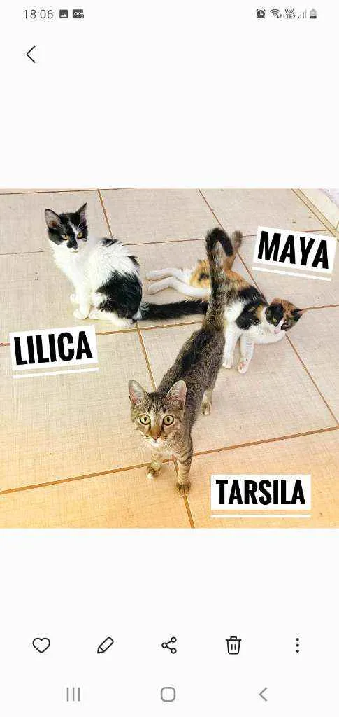 Gato ra a srd idade 2 a 6 meses nome Tarsila