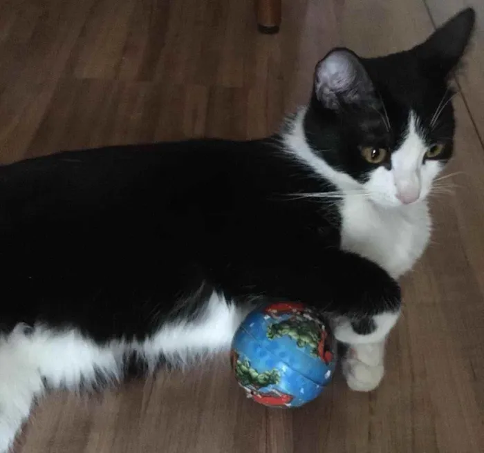 Gato ra a SRD idade 7 a 11 meses nome Sem nome 