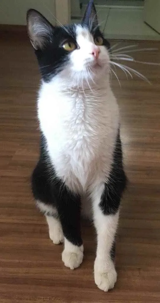 Gato ra a SRD idade 7 a 11 meses nome Sem nome 