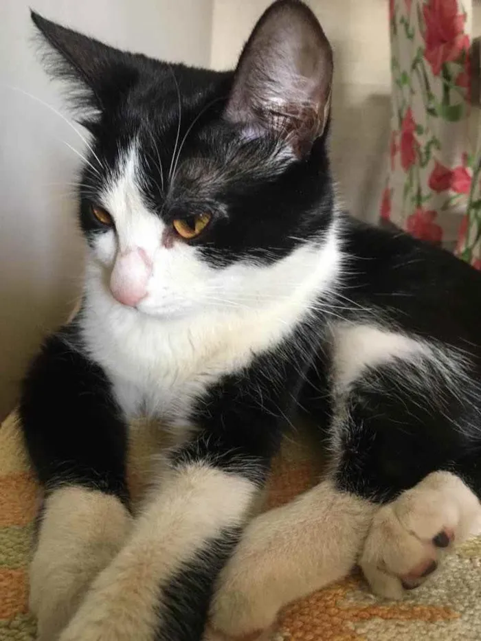 Gato ra a SRD idade 7 a 11 meses nome Sem nome 