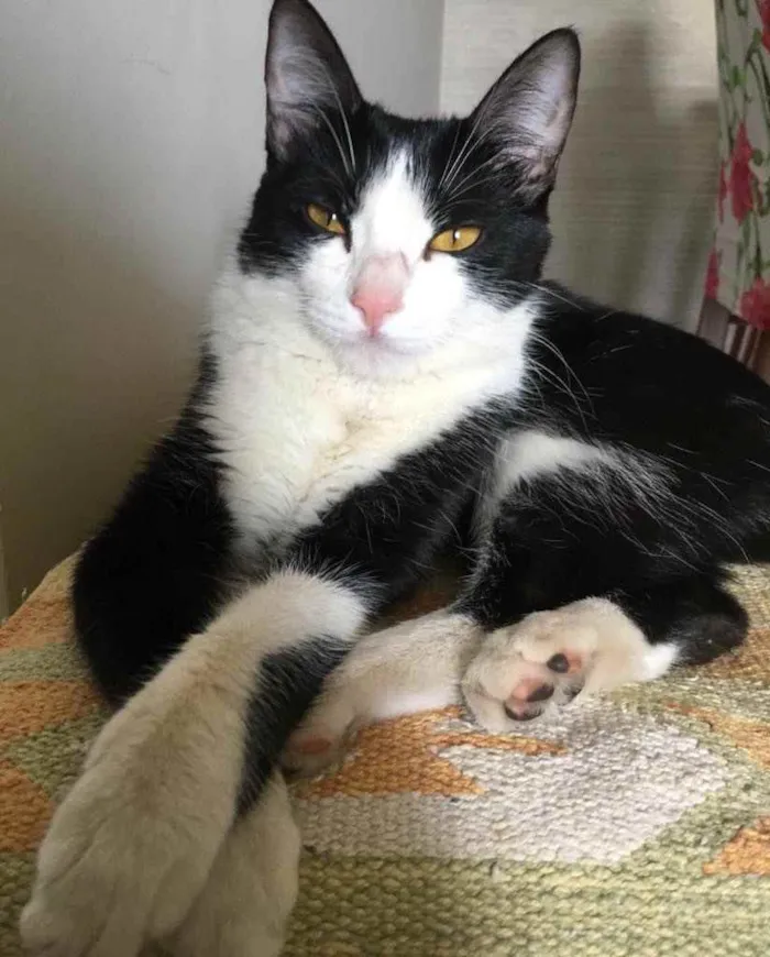 Gato ra a SRD idade 7 a 11 meses nome Sem nome 