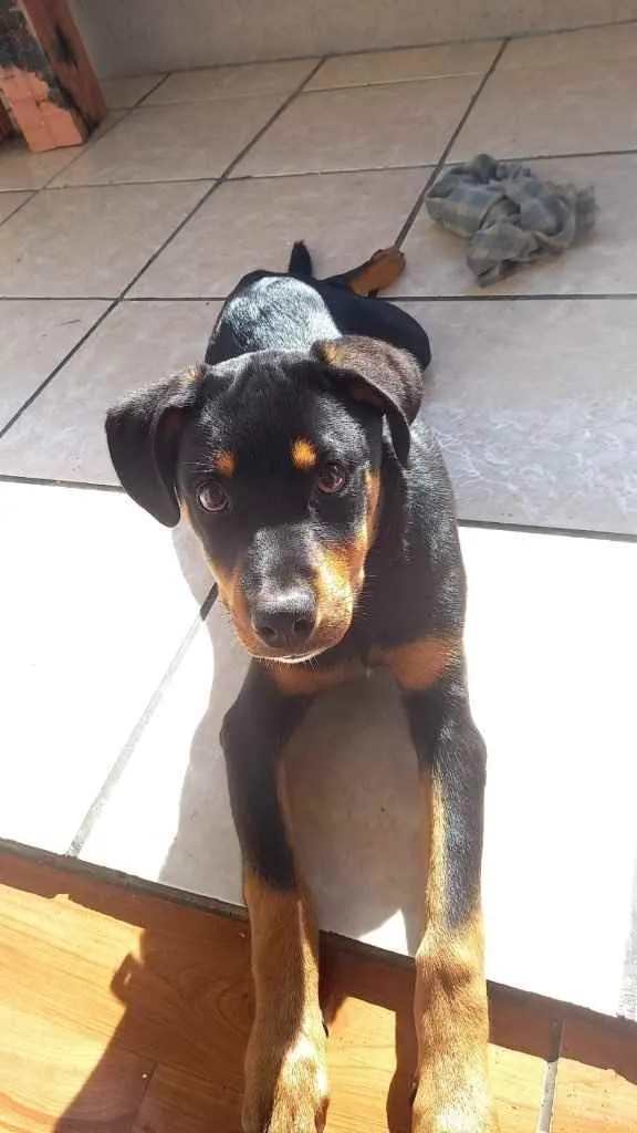 Cachorro ra a Rottweiler  idade 2 a 6 meses nome Taygor 