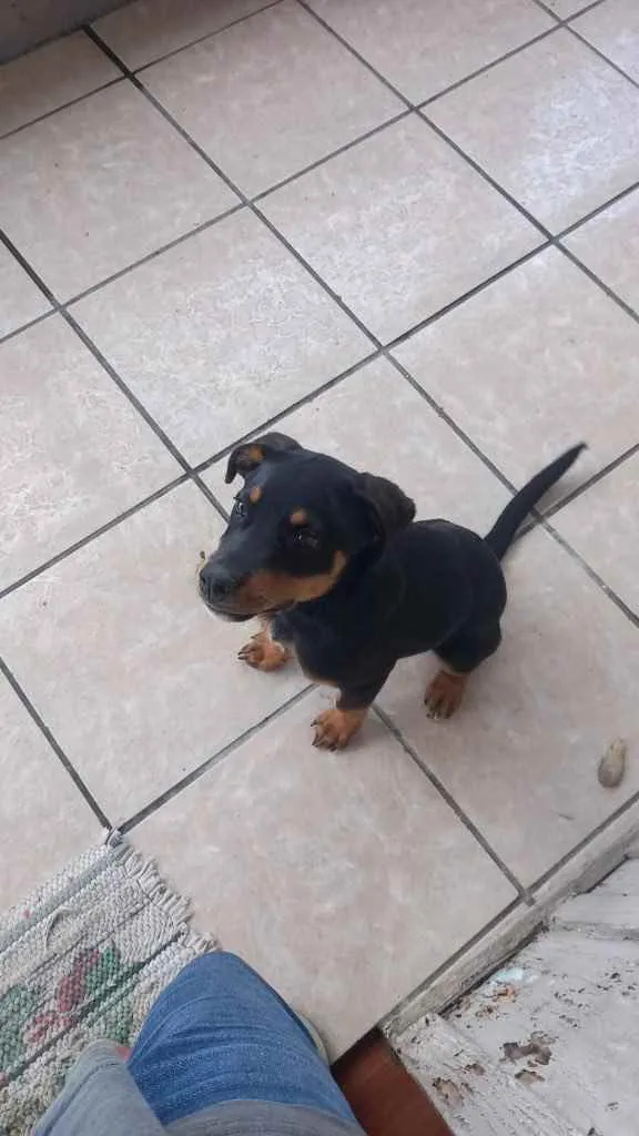 Cachorro ra a Rottweiler  idade 2 a 6 meses nome Taygor 