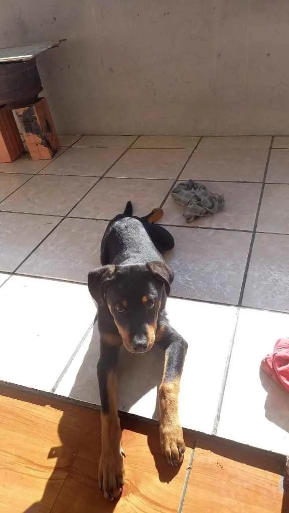 Cachorro ra a Rottweiler  idade 2 a 6 meses nome Taygor 
