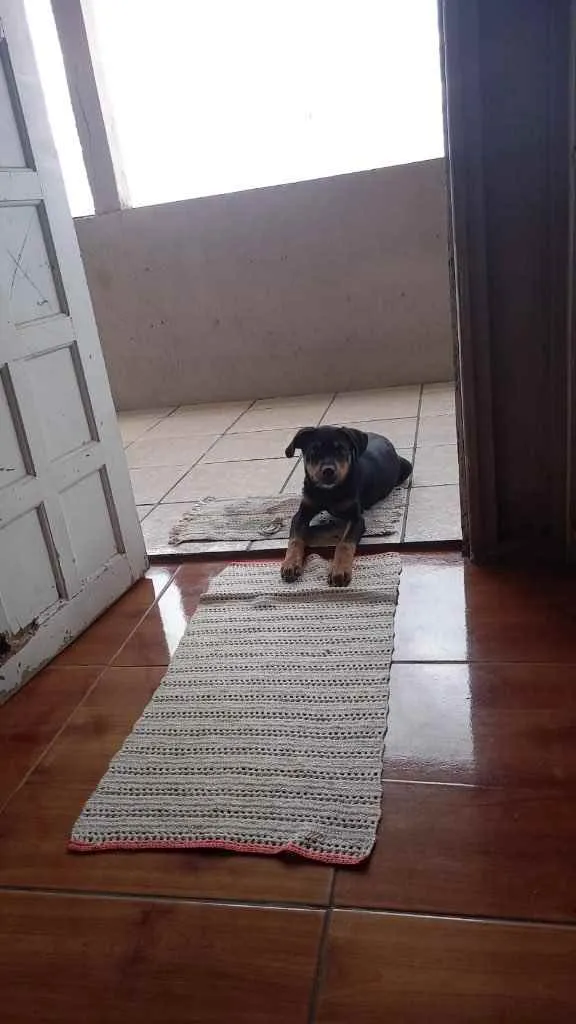 Cachorro ra a Rottweiler  idade 2 a 6 meses nome Taygor 