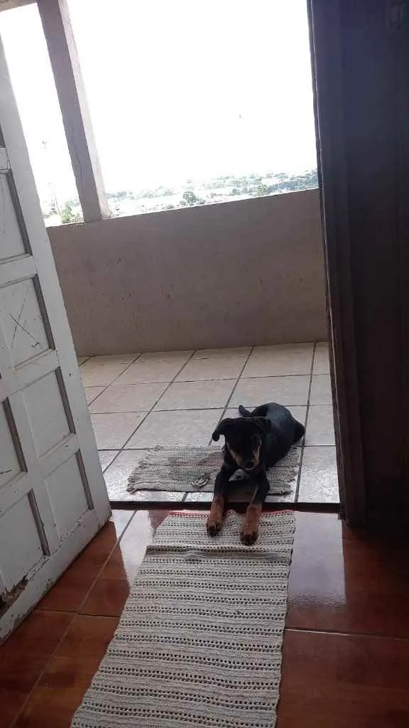 Cachorro ra a Rottweiler  idade 2 a 6 meses nome Taygor 