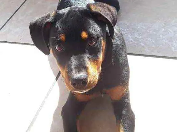 Cachorro ra a Rottweiler  idade 2 a 6 meses nome Taygor 
