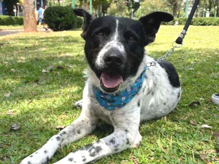 Cachorro ra a SRD idade 2 anos nome Flocos