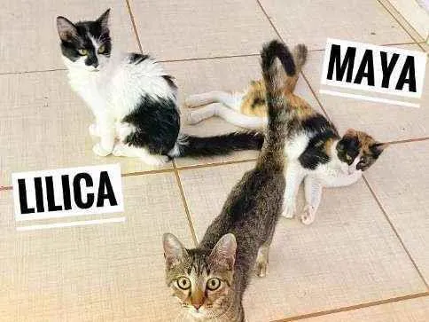 Gato ra a srd idade 2 a 6 meses nome Tarsila