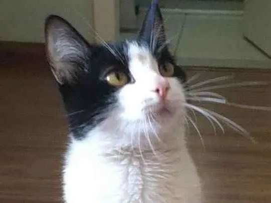Gato ra a SRD idade 7 a 11 meses nome Sem nome 