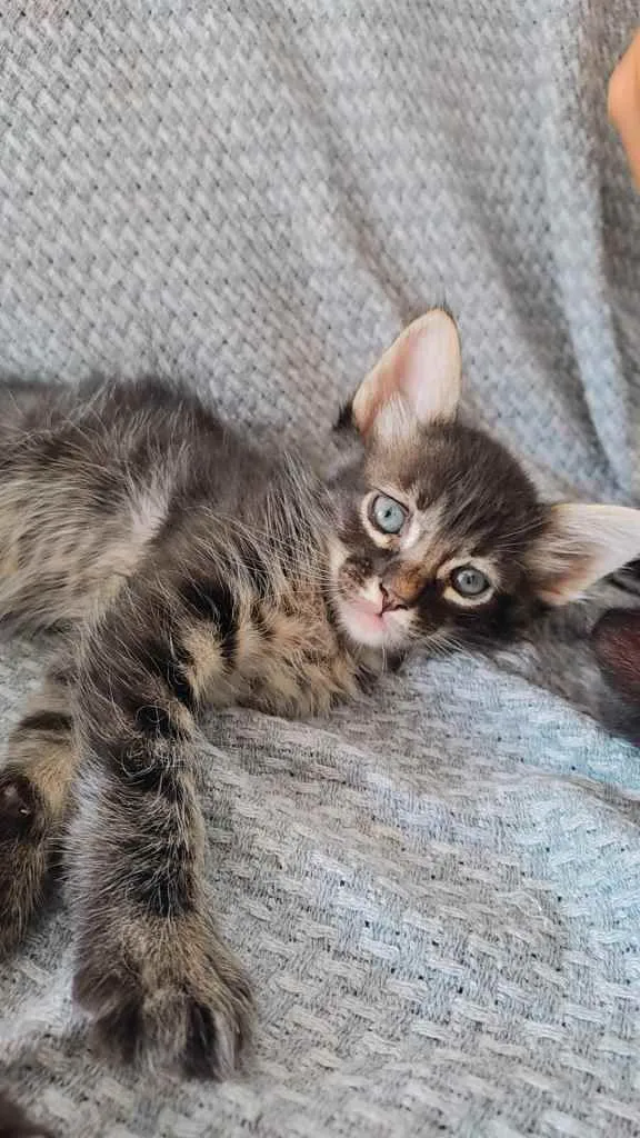 Gato ra a  idade 2 a 6 meses nome Sem nome 