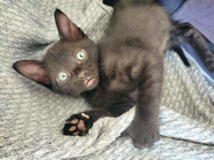 Gato ra a  idade 2 a 6 meses nome Sem nome 