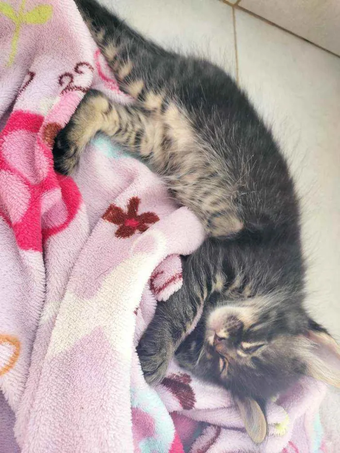 Gato ra a  idade 2 a 6 meses nome Sem nome 