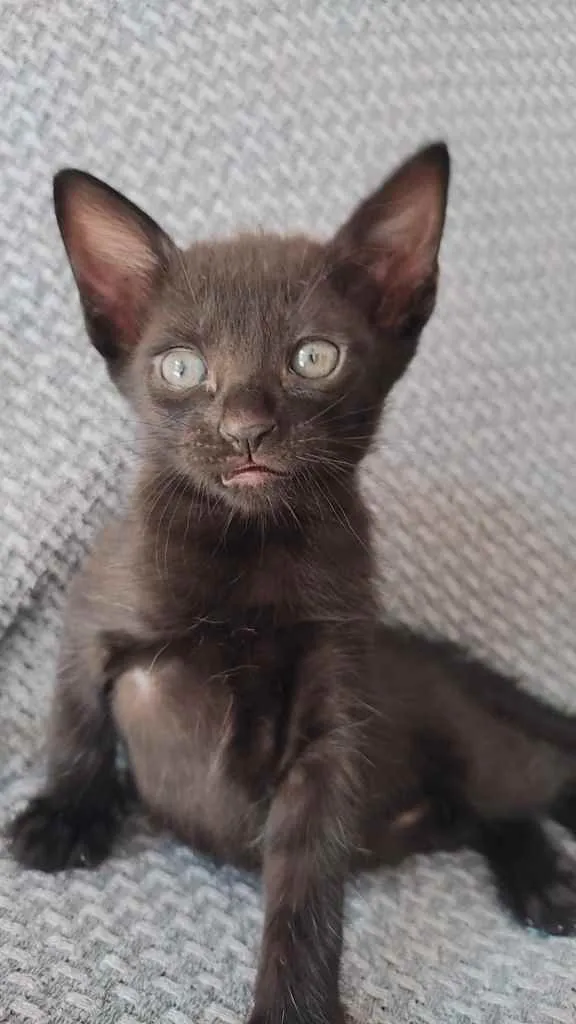 Gato ra a  idade 2 a 6 meses nome Sem nome 