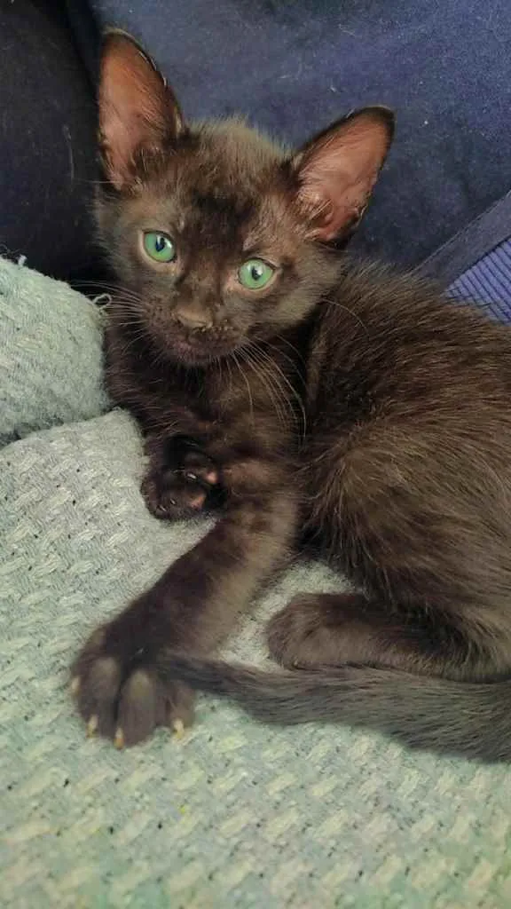 Gato ra a  idade 2 a 6 meses nome Sem nome 
