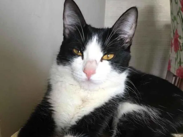 Gato ra a SRD idade 7 a 11 meses nome Sem nome 