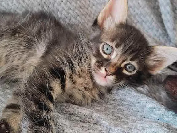 Gato ra a  idade 2 a 6 meses nome Sem nome 