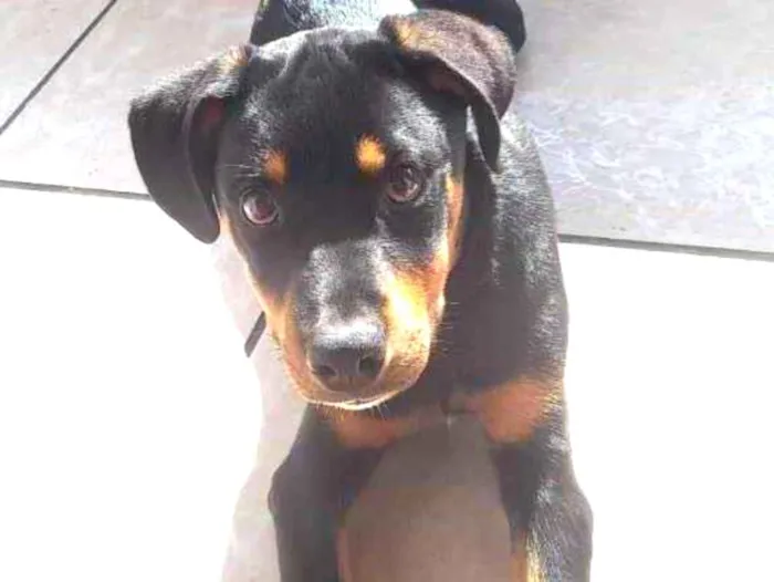 Cachorro ra a Rottweiler  idade 2 a 6 meses nome Taygor 