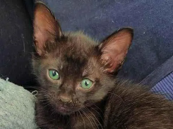 Gato ra a  idade 2 a 6 meses nome Sem nome 