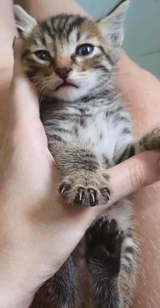 Gato raça Srd idade Abaixo de 2 meses nome Duda