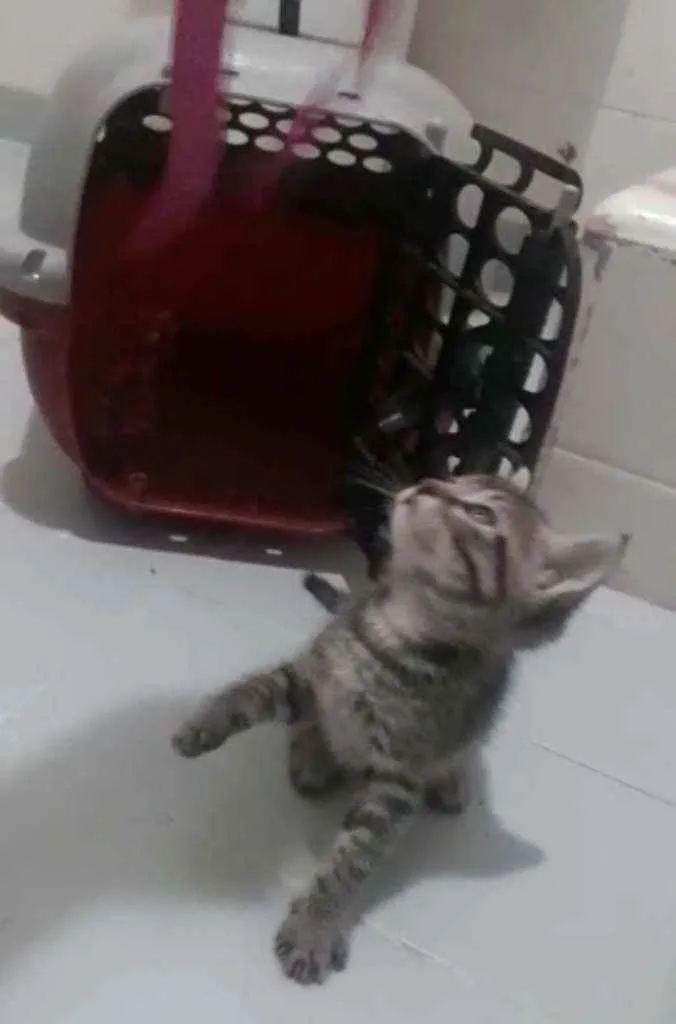 Gato raça Srd idade Abaixo de 2 meses nome Duda