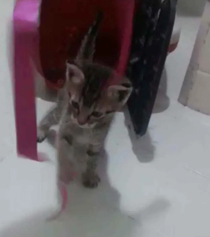 Gato raça Srd idade Abaixo de 2 meses nome Duda