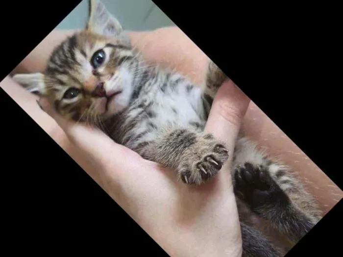 Gato raça Srd idade Abaixo de 2 meses nome Duda