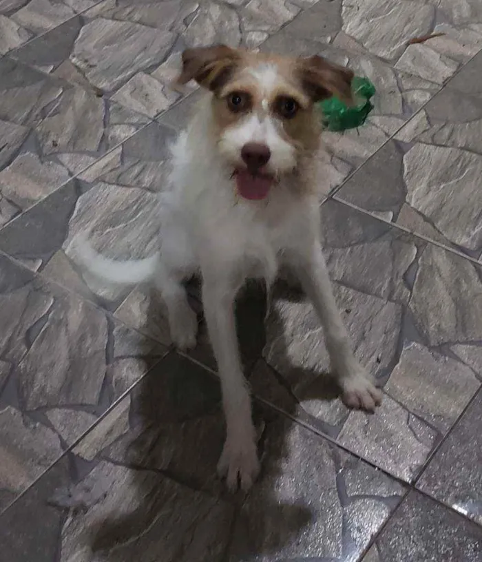 Cachorro ra a Vira Lata idade 1 ano nome FRIDA