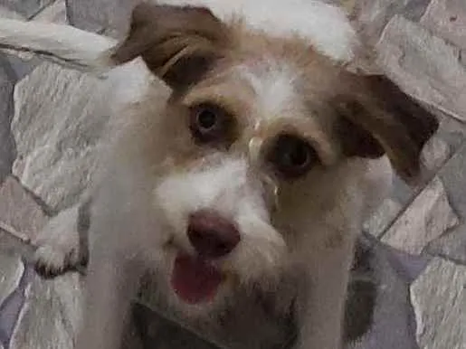 Cachorro ra a Vira Lata idade 1 ano nome FRIDA