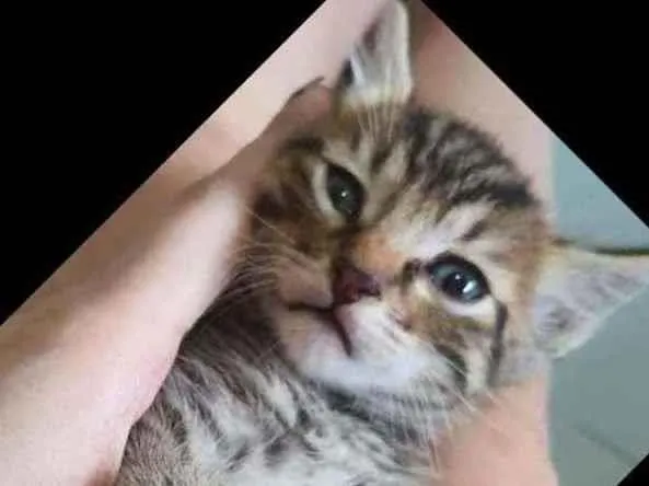 Gato raça Srd idade Abaixo de 2 meses nome Duda