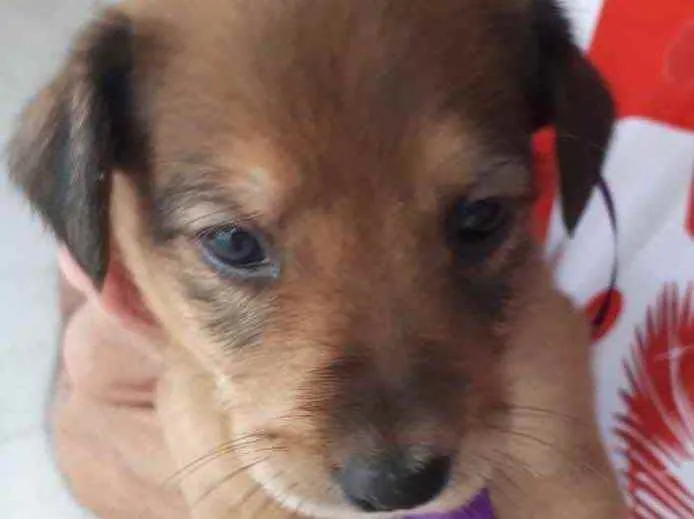 Cachorro raça SRD  idade Abaixo de 2 meses nome Sem Nome