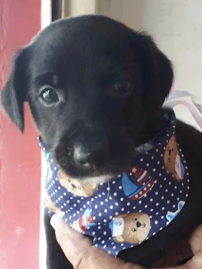 Cachorro raça SRD idade Abaixo de 2 meses nome Sem Nome