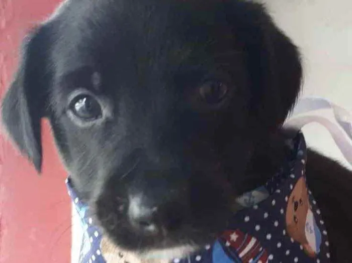 Cachorro raça SRD idade Abaixo de 2 meses nome Sem Nome