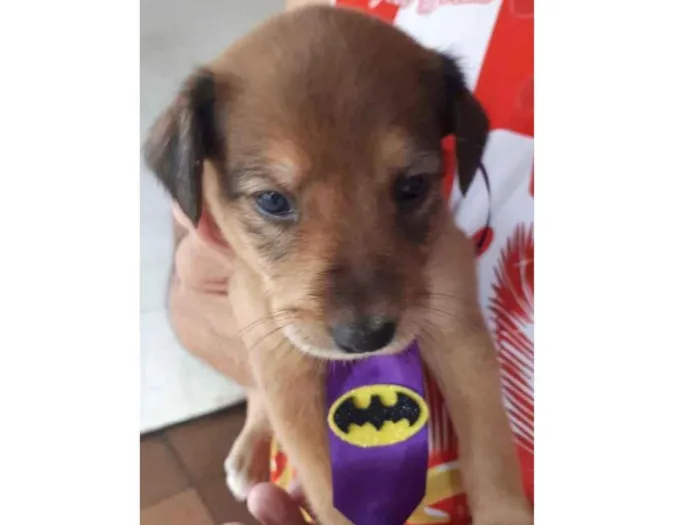 Cachorro raça SRD  idade Abaixo de 2 meses nome Sem Nome