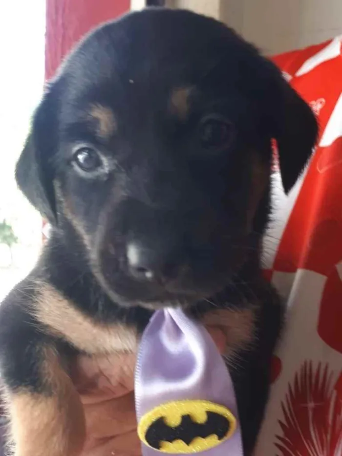 Cachorro raça SRD  idade Abaixo de 2 meses nome Sem Nome