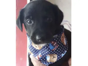 Cachorro raça SRD idade Abaixo de 2 meses nome Sem Nome