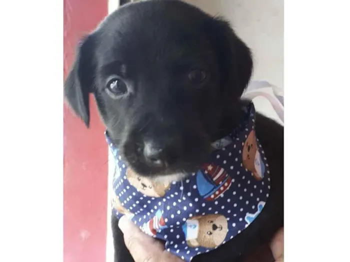 Cachorro raça SRD idade Abaixo de 2 meses nome Sem Nome