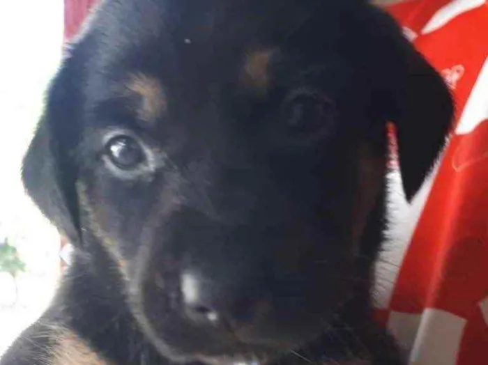 Cachorro raça SRD  idade Abaixo de 2 meses nome Sem Nome