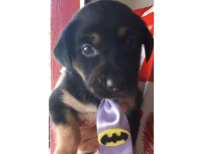 Cachorro raça SRD  idade Abaixo de 2 meses nome Sem Nome