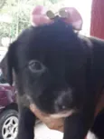 Cachorro raça SRD idade Abaixo de 2 meses nome Sem Nome