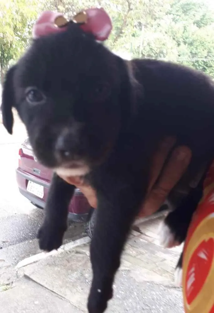 Cachorro raça SRD idade Abaixo de 2 meses nome Sem Nome