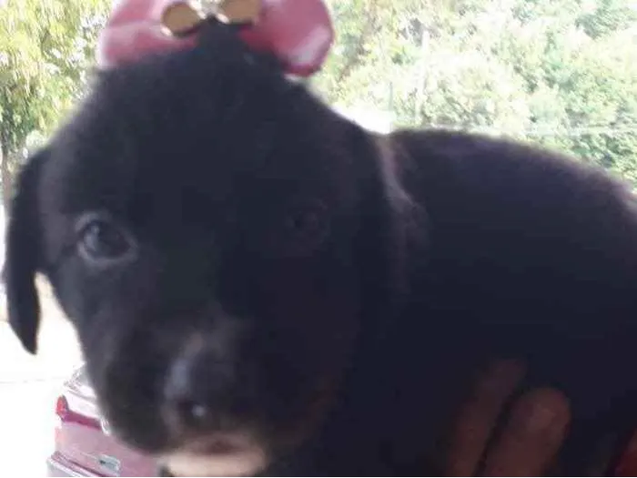 Cachorro raça SRD idade Abaixo de 2 meses nome Sem Nome