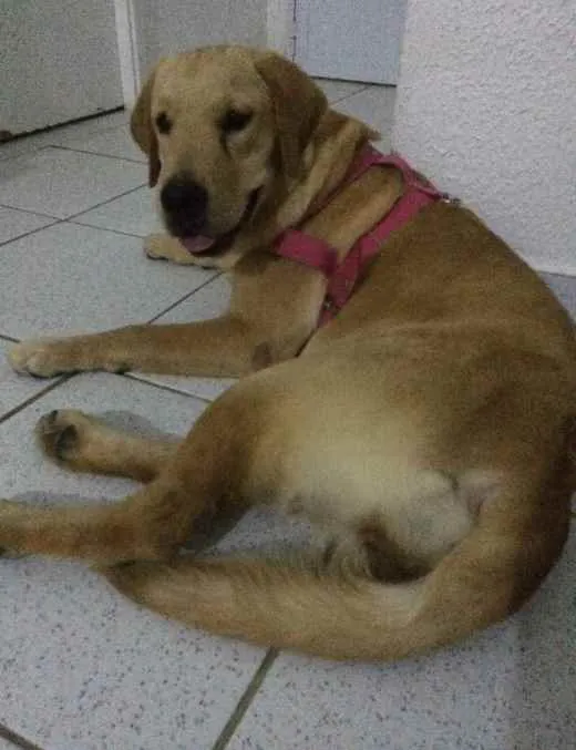 Cachorro ra a Golden retrivier  idade 3 anos nome Mel