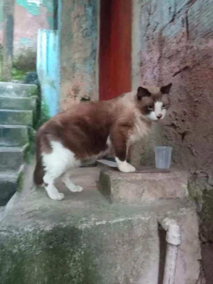 Gato ra a Srd  idade 1 ano nome Sem nome