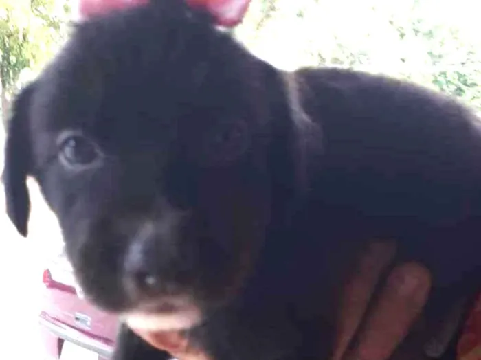 Cachorro raça SRD idade Abaixo de 2 meses nome Sem Nome