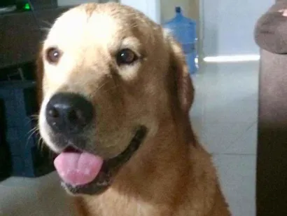 Cachorro raça Golden retrivier  idade 3 anos nome Mel