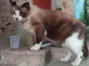 Gato raça Srd  idade 1 ano nome Sem nome