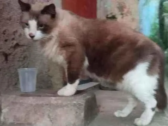 Gato ra a Srd  idade 1 ano nome Sem nome